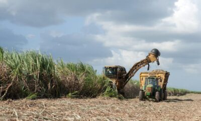 Industria azucarera endulza arcas del Estado con RD$2,432 millones en 2023