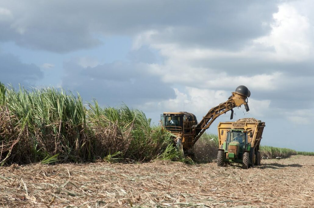 Industria azucarera endulza arcas del Estado con RD$2,432 millones en 2023